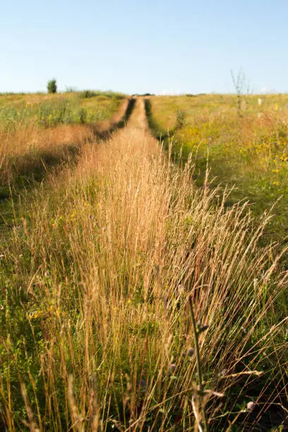Close up two-track dirt road in a flowering grassy meadow against a blue sky, selective focus