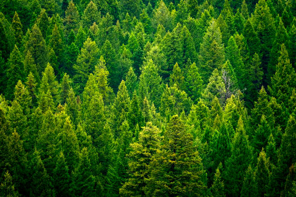 istock Forest of pine trees in wilderness mountains rugged green 1168256105