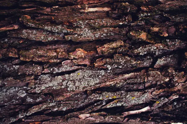 Photo of Rough texture of the old tree bark.