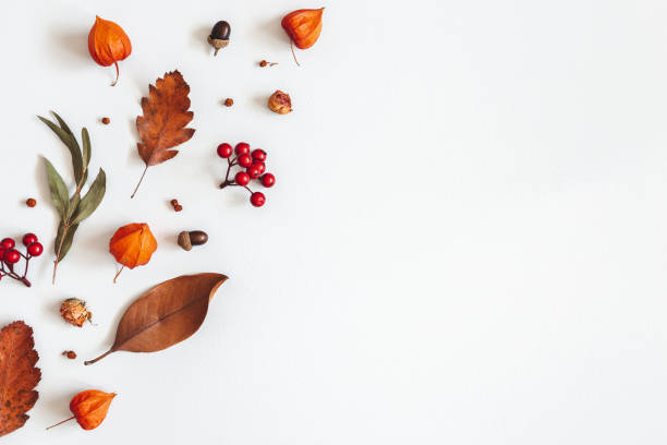 istock Autumn composition. Physalis flowers, eucalyptus leaves, rowan berries on white background. Autumn, fall, thanksgiving day concept. Flat lay, top view, copy space 1168259114