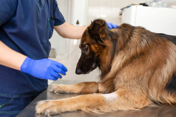 um médico veterinário profissional examina um grande cão adulto raça pastor alemão. um veterinário masculino caucasiano novo trabalha em uma clínica veterinária. " r "ndoctor acaricia a cabeça do cão - vet men laboratory holding - fotografias e filmes do acervo