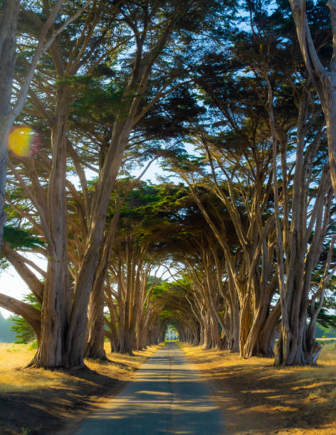 カリフォルニア海岸の木のトンネル - point reyes national seashore northern california beach california ストックフォトと画像