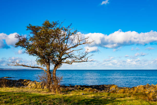Lonely half died tree on the sea coast with blue cloudy sky. Loneliness, feeling alone, mood of loneliness, end of life.