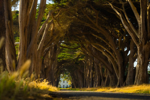 istock Tree tunnel on California Coast 1168259594