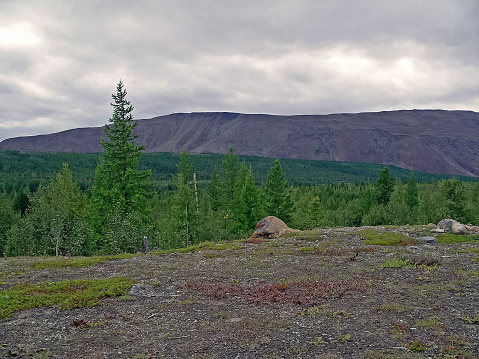 Forest tundra landscape in the summer. Taiga of Siberia. Yamal
