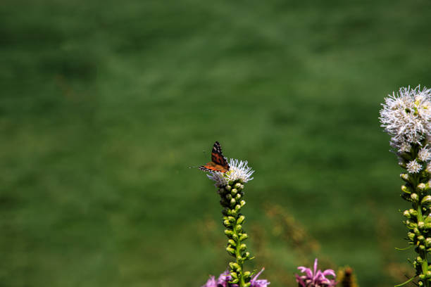 beautiful free butterflies among the flowers in the city garden on a warm sunny summer day,