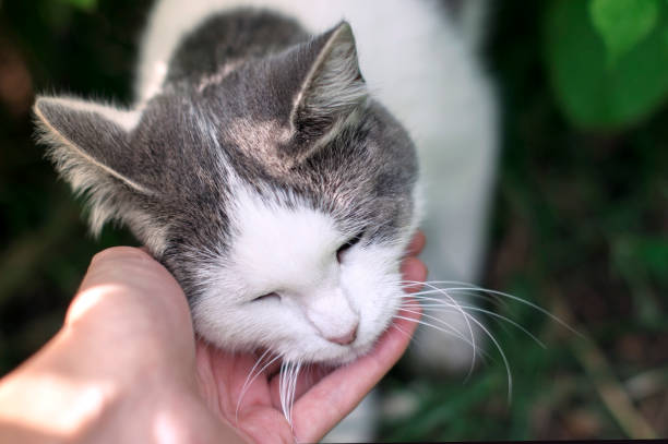 istock Gray beautiful cat feels pleasure from being stroked on the head 1168260668