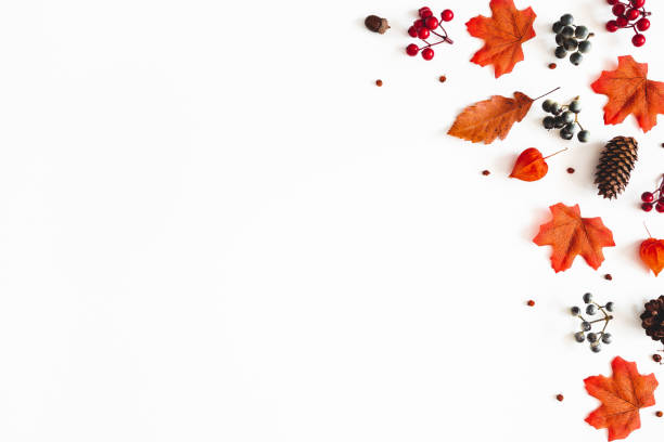 istock Autumn composition. Frame made of flowers, maple leaves, berries on white background. Autumn, fall, thanksgiving day concept. Flat lay, top view, copy space 1168261218