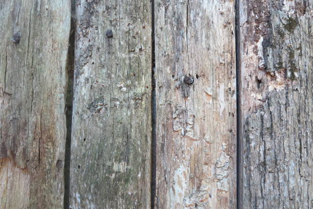istock old wooden nail door 1168262032