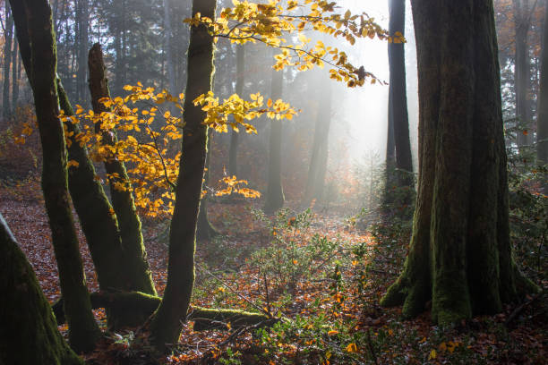 paesaggio nell'hotzenwald, germania - herbstwald foto e immagini stock