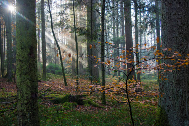 istock Landscape in the Hotzenwald, Germany 1168262114
