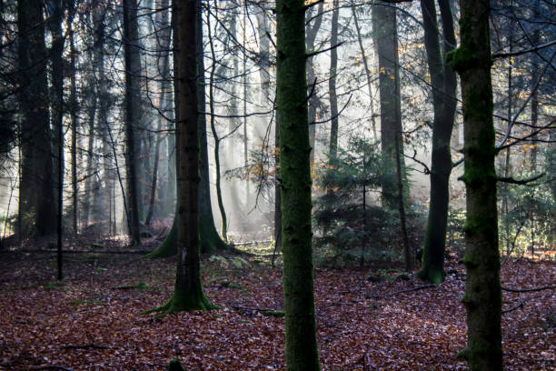istock Landscape in the Hotzenwald, Germany 1168262116