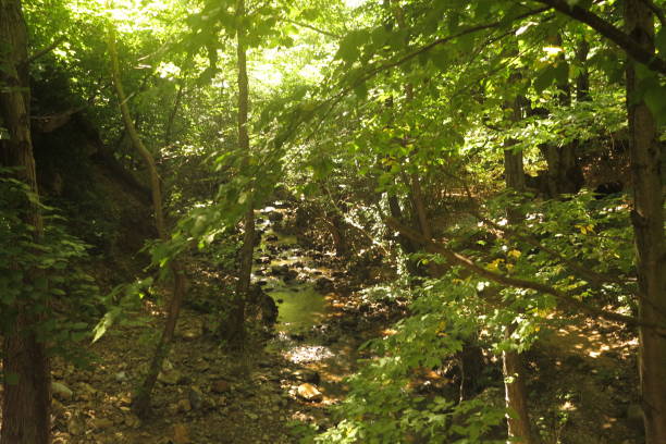 istock green forest nature trees Yalova 1168262299