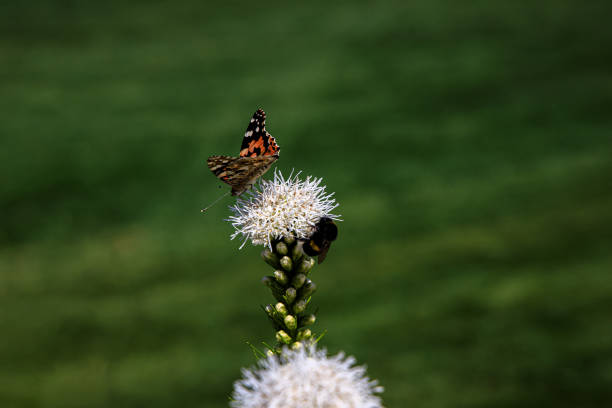 beautiful free butterflies among the flowers in the city garden on a warm sunny summer day,
