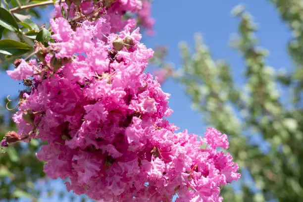 a close-up of the flowers of a crapemyrtle tree with a blue sky