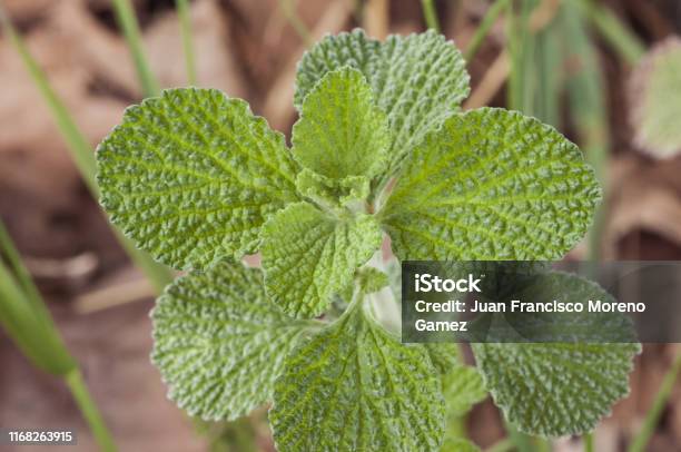 vandfald Nuværende Bror Marrubium Vulgare White Horehound Or Common Horehound Green Leaves Of This  Plant With An Intense Odor And Growing In Uncultivated Land Stock Photo -  Download Image Now - iStock