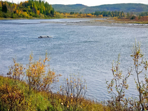 istock River and forest. Autumn landscape on the Yamal Peninsula under 1168264056