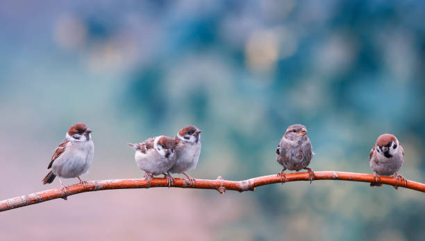 istock natural background with five small funny birds sparrows and Chicks sitting on a branch in a warm summer garden 1168264071