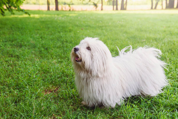 istock Tulear dog cotton on a grass field 1168265633