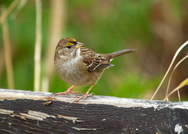istock Inquisitive yellow-browed sparrow standing on log 1168265702