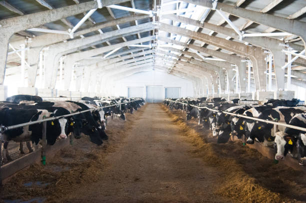istock Cows in a farm. Dairy cows 1168265867