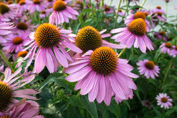 정원에서 에키네시아 꽃 - pink color image beauty in nature bright 뉴스 사진 이미지