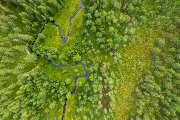 istock Drone shot of a forest with a river 1168266980