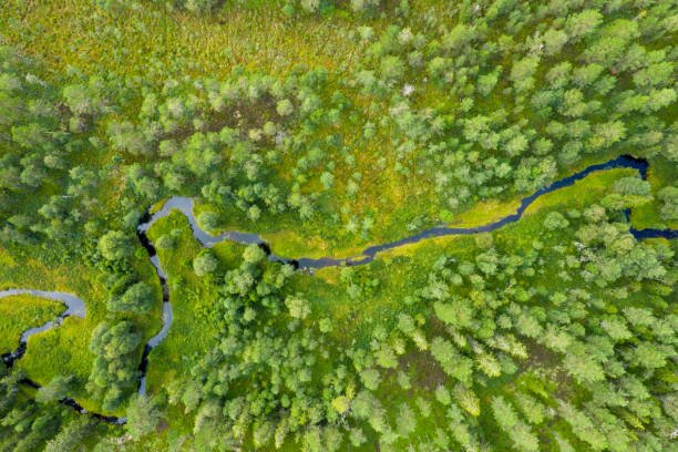 drone tiré d'une forêt avec une rivière - forest aerial view taiga treetop photos et images de collection