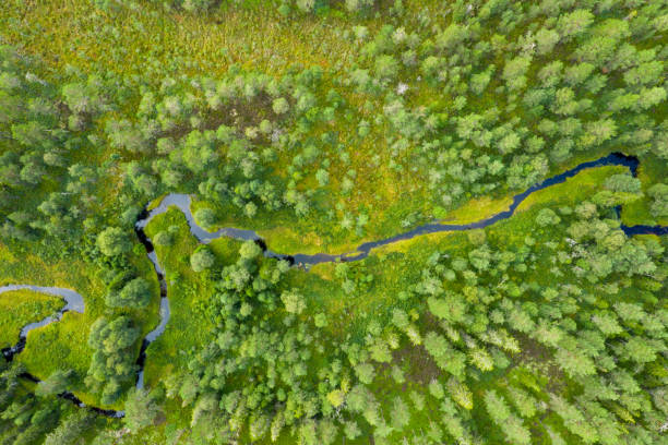 Drone shot of a forest with a river