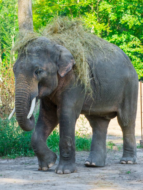 istock Asian elephant bull wears hay on hir backl 1168267111