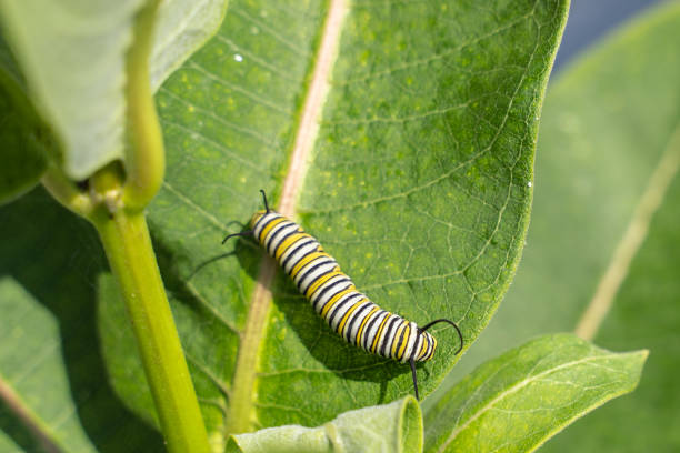 istock Monarch butterfly caterpillar on milkweed plant. 1168267194
