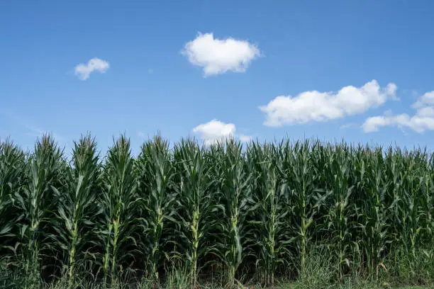 Beautiful cornfield, late summer,  against blue-sky background