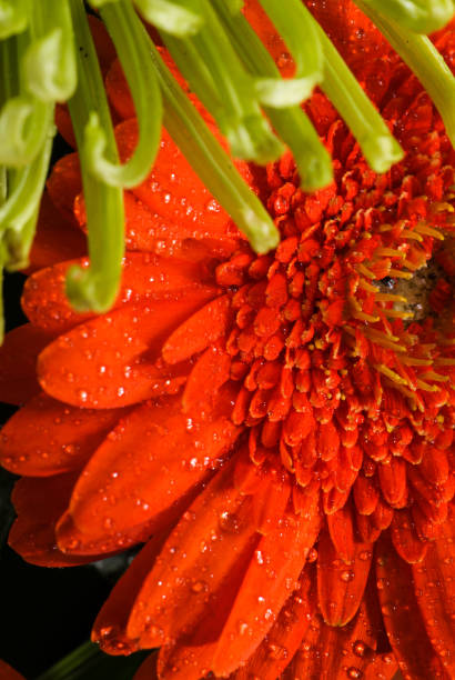 istock Red large gerbera flower on a black background 1168267932