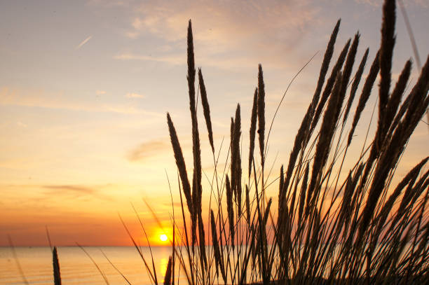 istock Beautiful sunset over grass field on the beach 1168268082