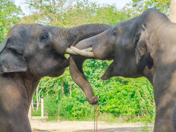 istock Fighting Asian elephant bulls 1168268112