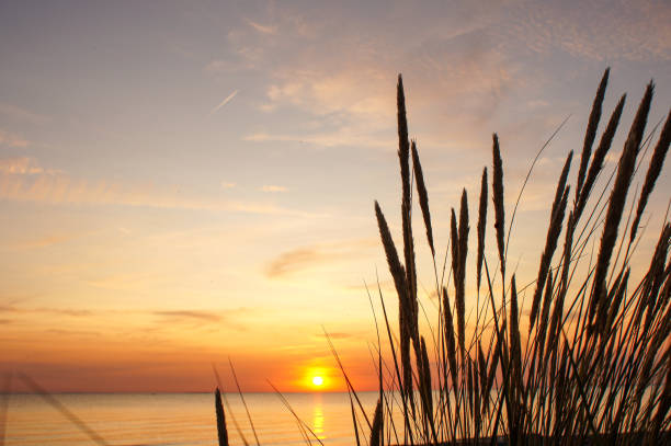 istock Beautiful sunset over grass field on the beach 1168268148
