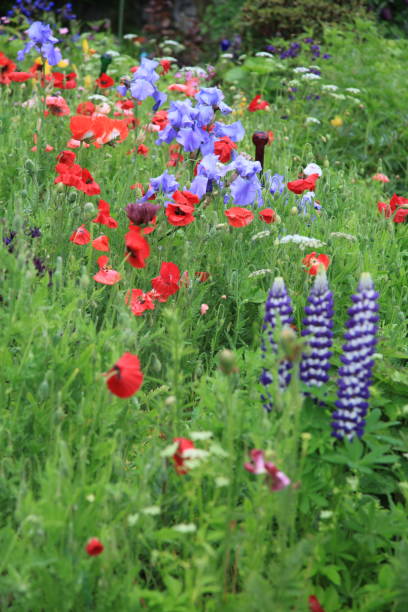 istock Wildflower meadow with grass, lupines, iris and poppy 1168268189