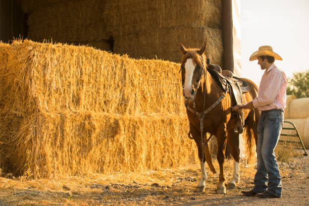 istock A Cowboy saddles his horse 1168269370