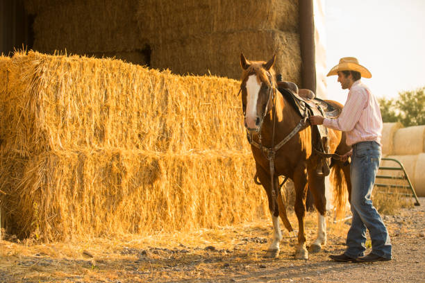 istock A Cowboy saddles his horse 1168269371