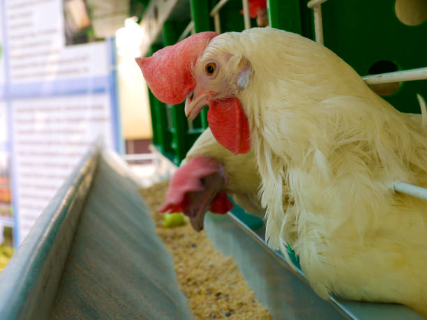 istock Chickens, hens and roosters in separate compartments with feeding chutes. 1168269415