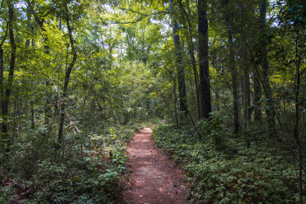 istock Path through the woods in Myrtle Beach State Park 1168269510