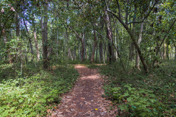 istock Path through the woods in Myrtle Beach State Park 1168269522