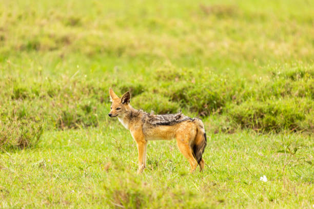 istock Black-backed Jackal portrait 1168269824