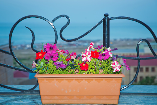 Colorful cyclamen flowers in rectangular pot isolated on white . pink flower in a garden . flowers in rectangular flowerpot isolated on blue