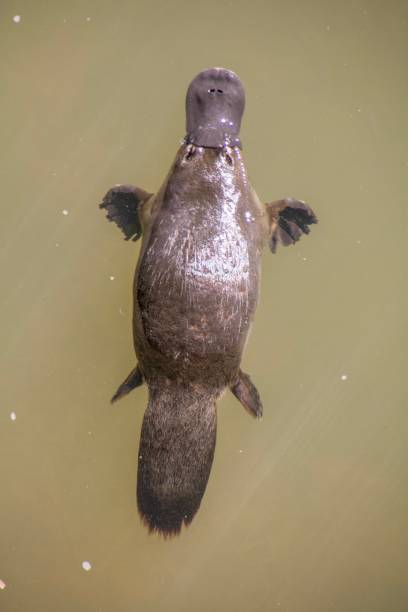 Floating platypus in brown water. Photo taken in Eungella National Park in Queensland, Australia. Floating platypus in brown water. Photo taken in Eungella National Park in Queensland, Australia. duck billed platypus stock pictures, royalty-free photos & images