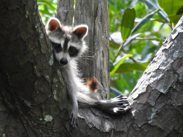 istock Mother Raccoon in Tree Sitting Upright 1168273281