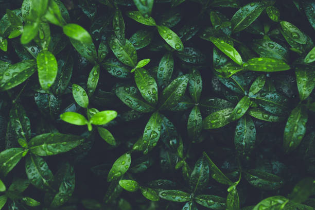istock Green foliage with leaves glistening with raindrops. 1168273813
