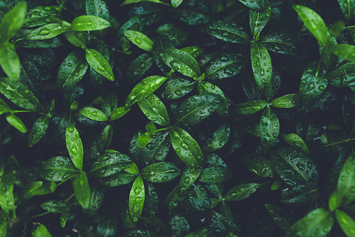 Green foliage with small leaves glistening with raindrops.