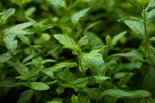istock mint gardening mint leaves 1168273944