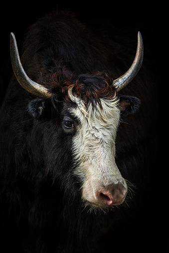 Portrait of yak bull against black background